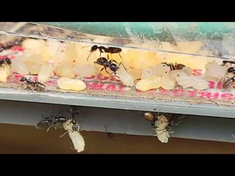 Ant Colony Found in Electrical Box in Egg Harbor, NJ