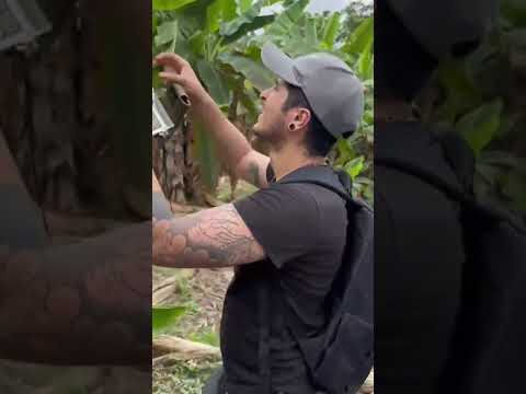 Georreferenciación y Análisis de Cultivos con NDVI | Represa Río Grande, Chone 🛰️🌱