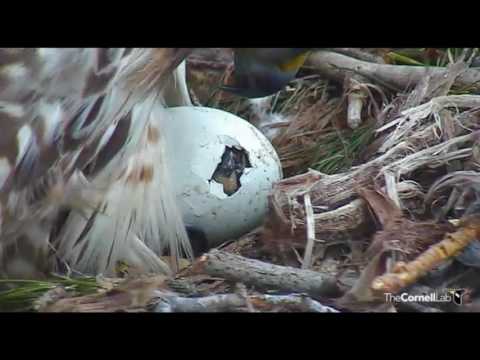 The story of G3: a red-tailed hawk chick