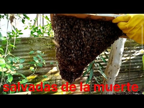 En vez de matarlas, las salvamos 🐝❤️ Rescate de abejas en Cravo Norte