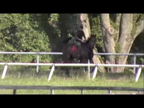 2007 Afleet Alex Filly