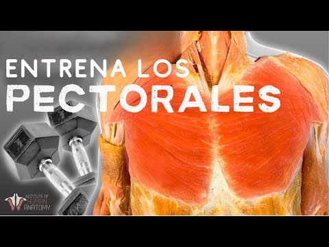 Pectorales: La Anatomia y Entrenamiento para un Pecho "de Acero"