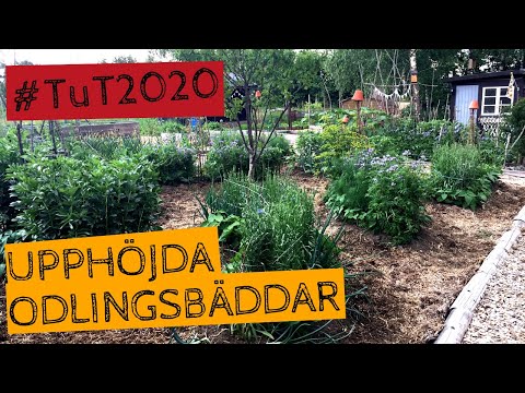 Mina upphöjda odlingsbäddar. Digital rundvandring - Tusen trädgårdar #TuT2020