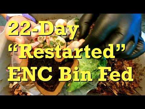 "Restarted" 22-day ENC bin's 2nd feeding - worm farm vermicomposting