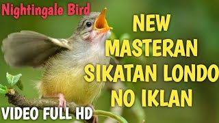 Download lagu Masteran sikatan londo gacor full isian jernih tanpa iklan | burung sikatan londo di alam liar mp3 Download lagu Masteran sikatan londo gacor full isian jernih tanpa iklan | burung sikatan londo di alam liar mp3