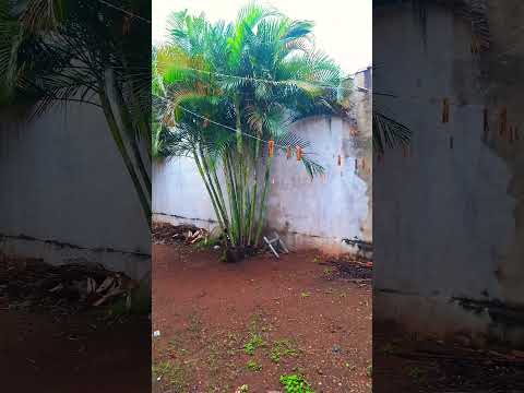 so chuva aqui Luis Antônio SP