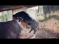Cow Mating Naturally After Calving Cows Resume Estrus Cycles Within 40 To 60 Days Postpartum