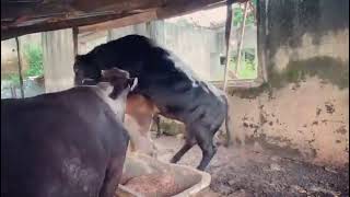 Cow mating naturally after calving cows resume est