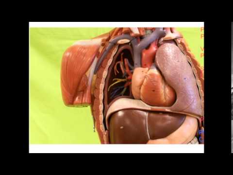 Thoracic Cavity and Membranes