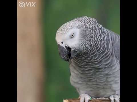 PAPAGAIO MAIS INTELIGENTE DO MUNDO: veja o que ele faz | Animais | VIX