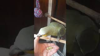 Amazon green parrot Charlie first experience eating WASABI PEAS. watch Charlie's eye turn orange