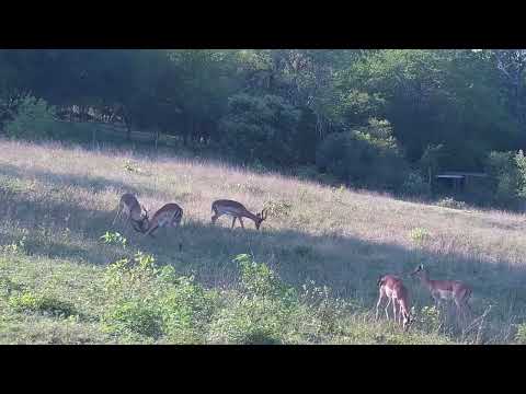 Djuma: Impala bachelor herd with some sparring - 16:20 - 10/21/2023
