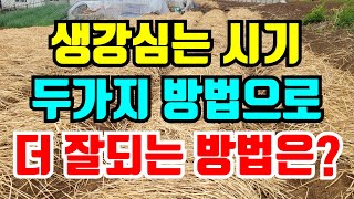 생강심는 2가지방법  이렇게 심어서 생강수확 올려봐요