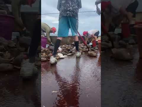 Offshore sea scalloping