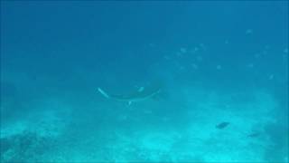 preview picture of video 'Nicht alleine im Wasser ... Wer erkennt die erste Hai Art?'