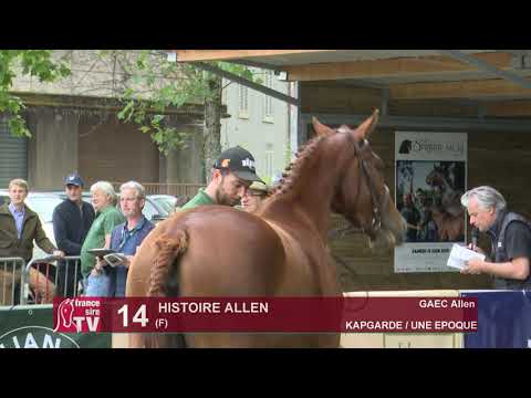 Sprinter Sacré Show 2019 : Lot 14 - HISTOIRE ALLEN