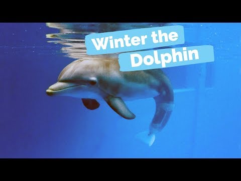 Winter's Rescue - Winter the Dolphin: Saving Winter - Episode 1