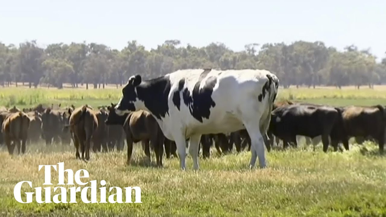 Meet Knickers, the 1,400kg cow from Australia - YouTube