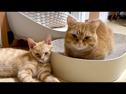 치즈냥이들 덕분에 사랑과 웃음이 가득한 덕배네 일상!