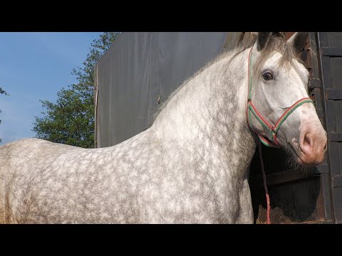 Caii lui Titut de la Baciu - Cluj  2022