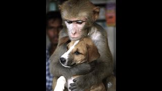 ANIMAIS FOFINHOS FAZENDO PERIPRCIAS.
