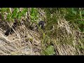 European adder (Vipera berus)