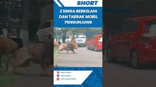 Viral Video 2 Singa di Taman Safari Prigen Berkelahi dan Tabrak Mobil Pengunjung hingga Rusak