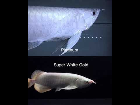 最高のロイヤルグレードのアロワナ魚 | Best Royal Grade Arowana Fish | Arowana Fish with Royal Colors #00789