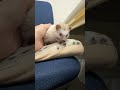 ハリネズミ（国産ベビー：シナモンピント♀）のYouTubeサムネイル画像