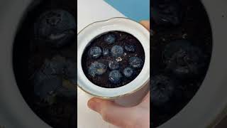 Download lagu How to grow blueberry plant🫐 #fruit #plant #howtowithjessie mp3