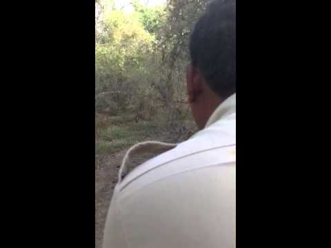 Shamil Muneera tadoba tiger on elephant
