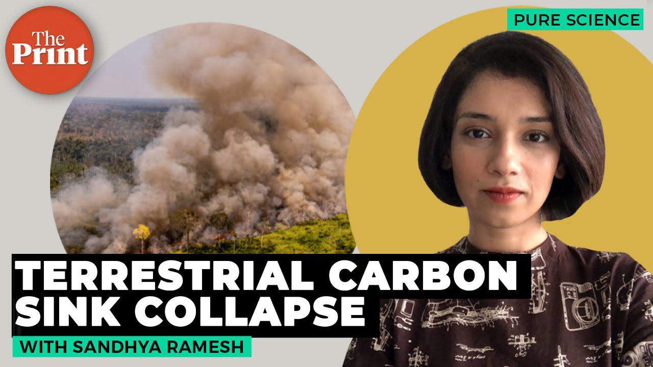 What's terrestrial carbon sink collapse & why have concerns been raised around it