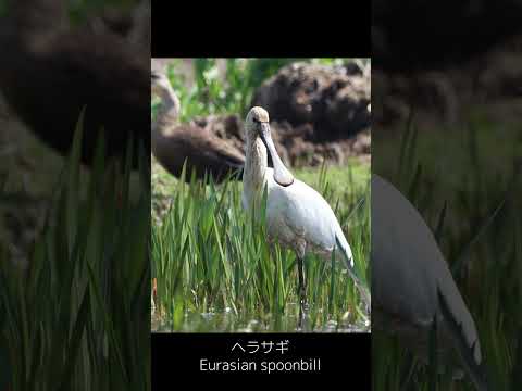 イベリス・スパチュラータ