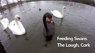 Feeding swans and ducks | The Lough, Cork, Ireland