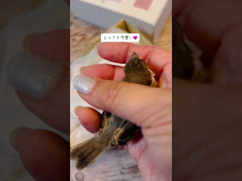 ベランダにスズメを呼び寄せるにはどうすればいいでしょうか？実践すべきすべての正しい行動  庭園