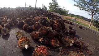 THAILAND UNFILTERED 27...PALM COLLECTION AND PLANTATION CENTER