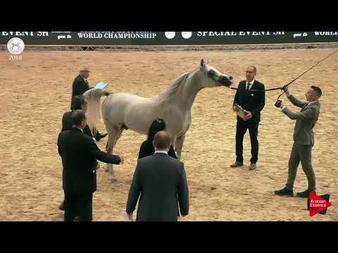 N.85 BEBARS EL FARIDA - SEWC 2018 - Senior Stallions (Class 5A)