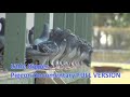 Little Ripper Pigeon Racing Documentary