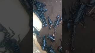 Tarantula Animals Videos