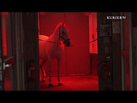 Spanish Riding School: Greater well-being for the noble Lipizzaner horses