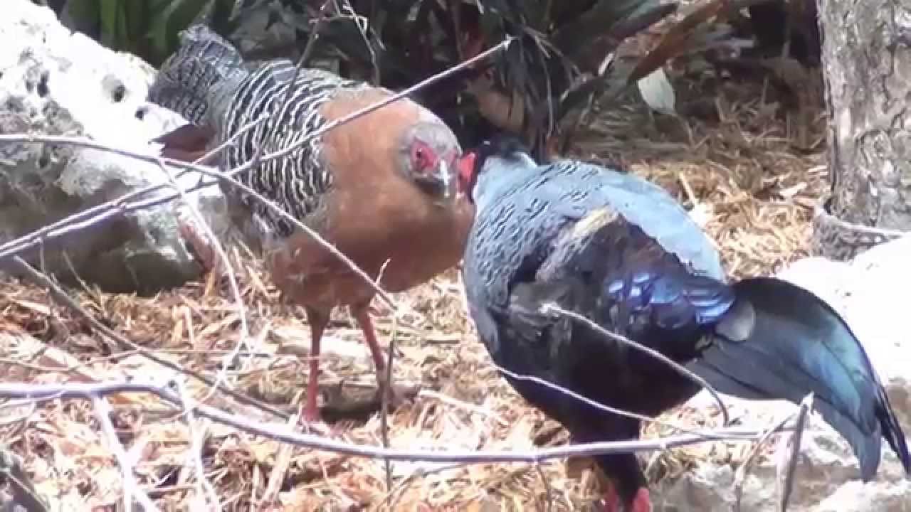 Siamese Fireback Pheasant - Lophura diardi