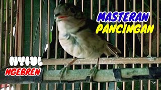 Download lagu Flamboyan gacor tembakan tajam ngebren dan nyiul Ampuh untuk pancingan dan masteran mp3