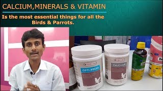 Download lagu Parrots Birds Breeding Tips / Vitamines,calcium & Minerals for Birds Parrots. mp3