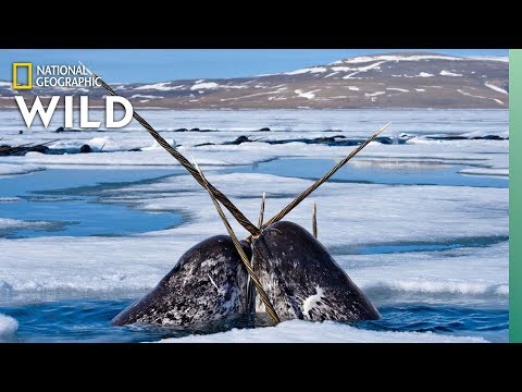 image-What animals have two tusks?