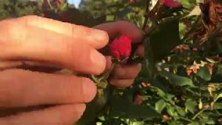 How To Prune A Rose Bush For Beautiful Summer Blooms