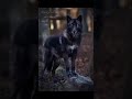 Pulsar 150 Whatsapp Status
