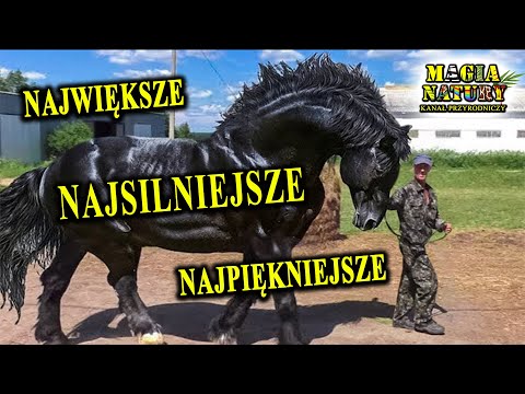 Powerful, Strong, Beautiful - Extraordinary Horse Breeds