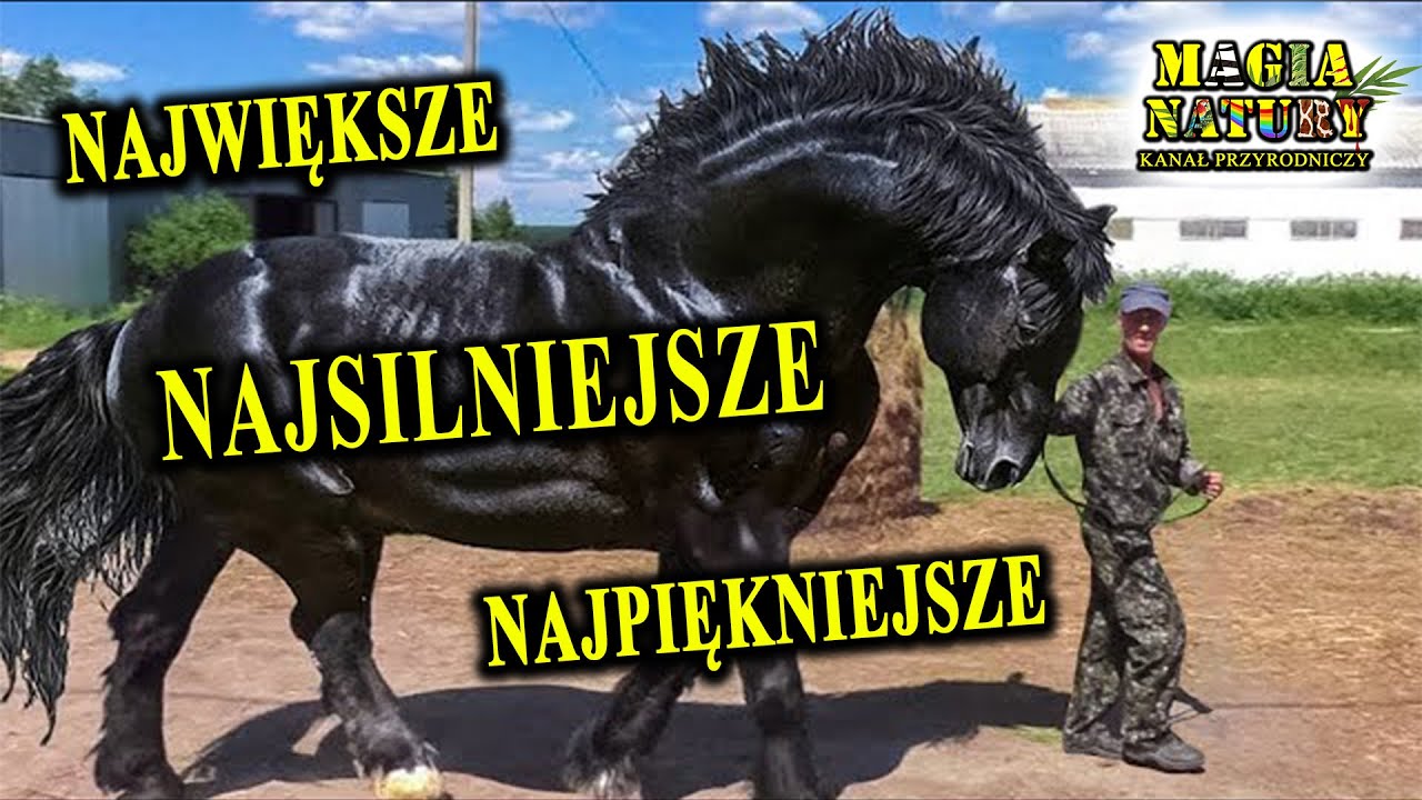 Potężne, Silne, Piękne - Niezwykłe Rasy KONI
