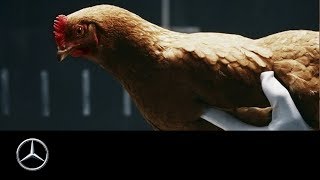 Mercedes-Benz TV: MAGIC BODY CONTROL TV commercial "Chicken"