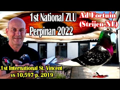 WINS 1st Nat. Perpignan ZLU / 1st International St. Vincent vs 10, 597 is Ad Fortuin (Strijen, NL)